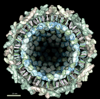 Image: Chikungunya virus (Photo courtesy of Centers for Disease Control and Prevention).